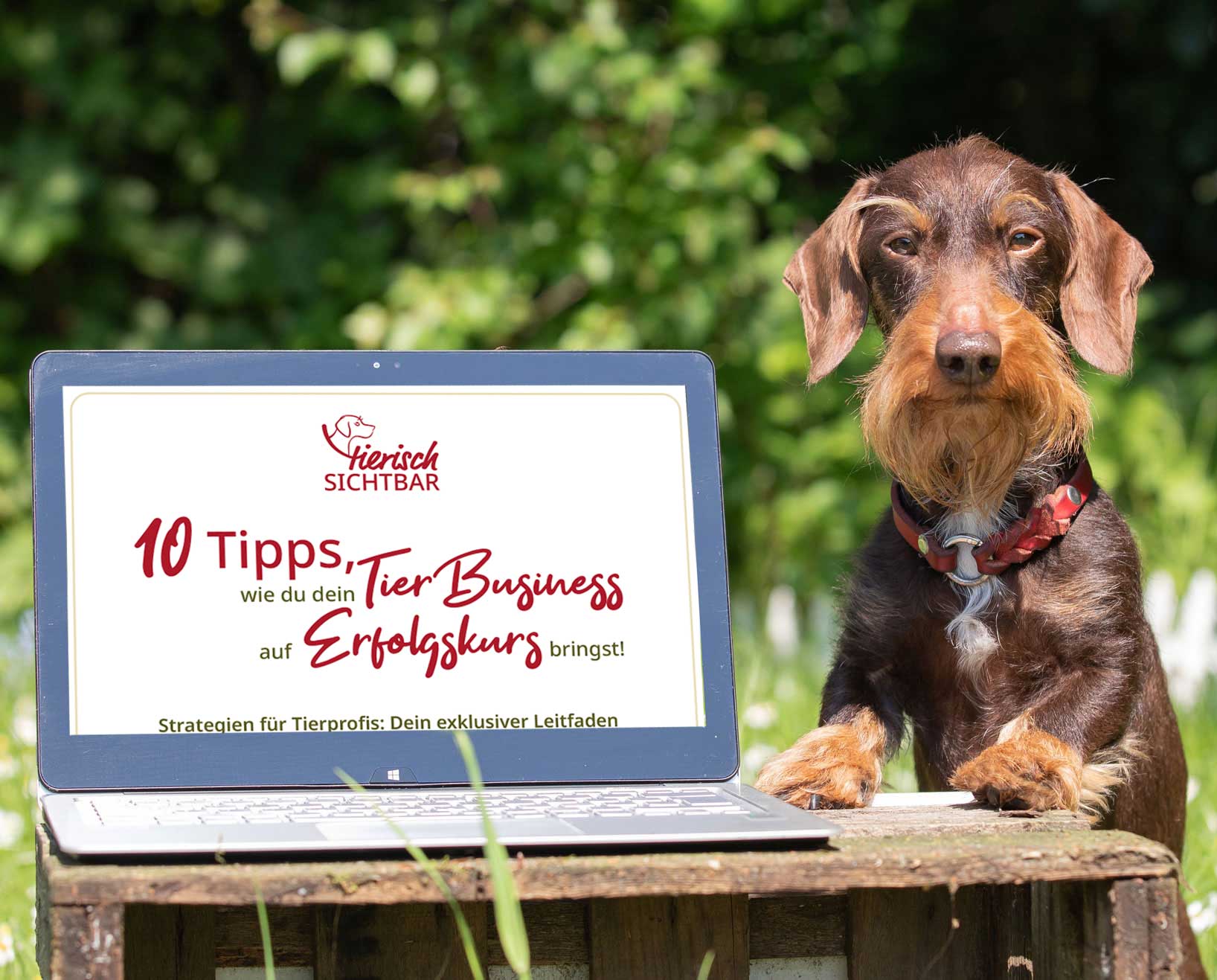 Dackel Cap mit Laptop, darauf mein eBook mit 10 Tipps für dein Tierisches Marketing. Gestalte dein TierBusiness erfolgreicher